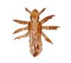 Photo of a nymph.